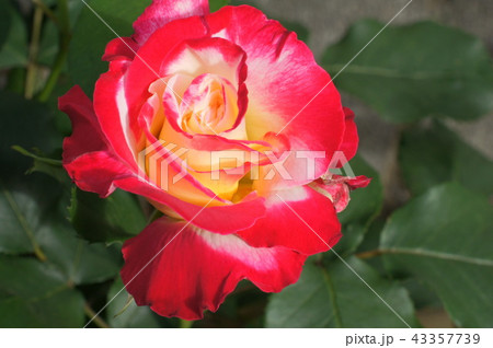 春のダブルディライト（四季炊き） 43357739