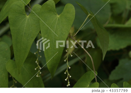 自然 植物 ヤマノイモ、雌雄異株でこちらは雌株。疎らな花はあまり目立ちません 自然 植物 ヤマノイモ、雌雄異株でこちらは雌株。疎らな花はあまり目立ちません 43357799