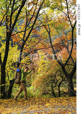 秋 キャンプ キャンピング 43357847