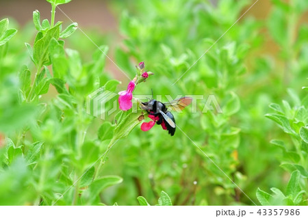 虹色に輝く羽根がきれいなタイワンタケクマバチ 虹色に輝く羽根がきれいなタイワンタケクマバチ 43357986