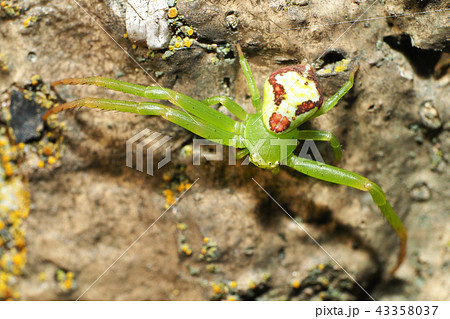 ハナグモ 43358037