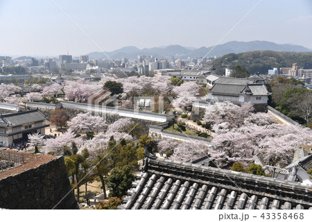 姫路城 桜満開の西ノ丸 姫路城 桜満開の西ノ丸 43358468
