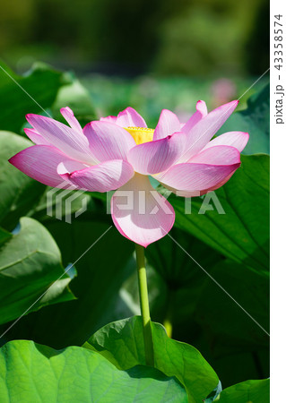 青空が広がる上野の不忍池のハスの花と葉の緑 43358574