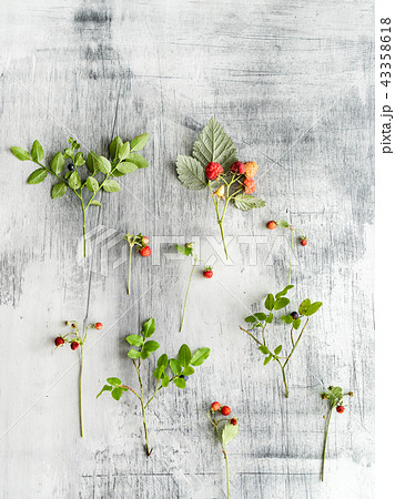 forest berries with leaves forest berries with leaves 43358618