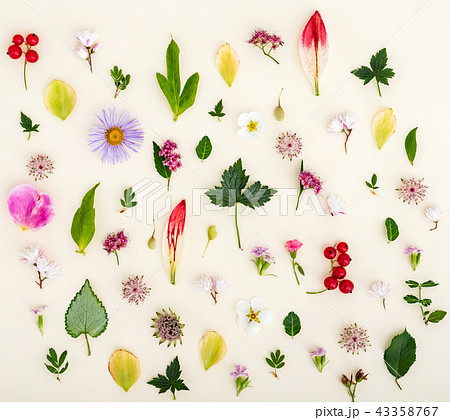 summer flowers and leaves 43358767