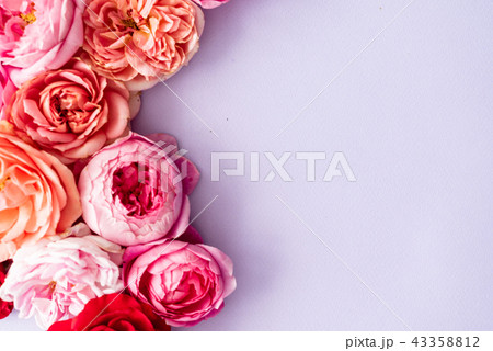 nice fresh roses 43358812