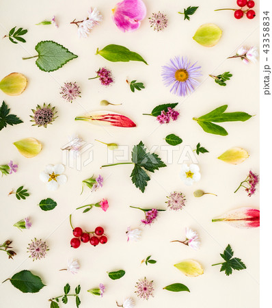 summer flowers and leaves 43358834