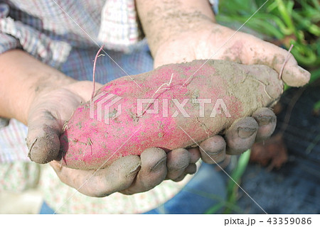 サツマイモの収穫 サツマイモの収穫 43359086