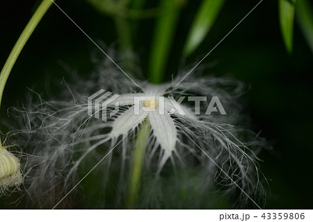 日没後に咲くカラスウリの花 43359806