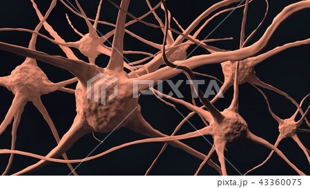 Nerve of human brain in body. Neutral cells. Nerve of human brain in body. Neutral cells. 43360075