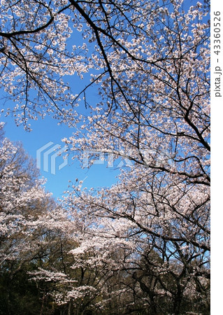 桜 43360526