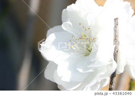 ハナモモ 43361040