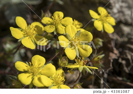 キジムシロ 黄色 イエロー 43361087