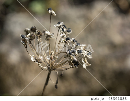 花の種 春 43361088