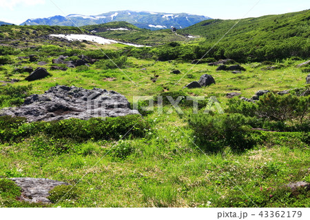 北アルプス雲ノ平　日本最後の秘境を歩く　高山植物と岩 43362179