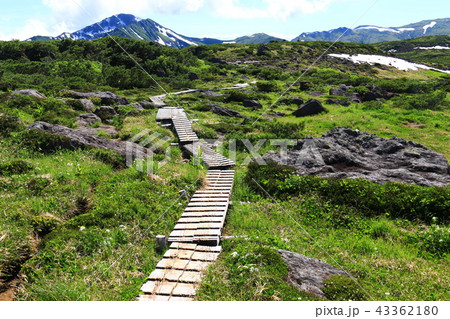 北アルプス雲ノ平　日本最後の秘境を歩く　高山植物と岩 43362180
