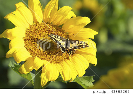 ひまわりとアゲハチョウ 43362265