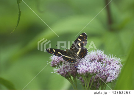 夏真っ盛り 43362268