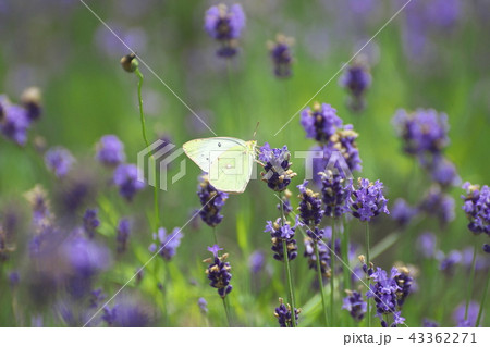 ラベンダーとモンキチョウ 43362271