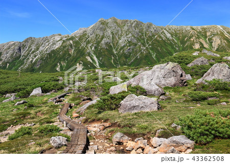 北アルプス雲ノ平　日本最後の秘境を歩く　高山植物と岩と水晶岳 43362508