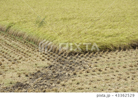 田んぼ 稲刈り 8月 43362529