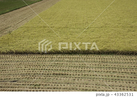 田んぼ 稲刈り 8月 43362531