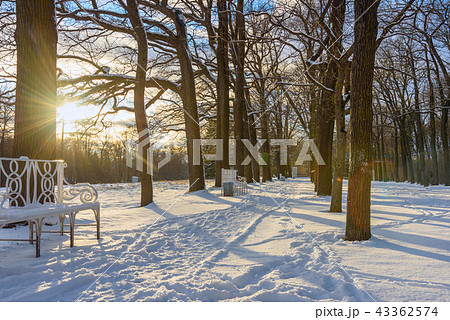 Alley in Catherine park at Tsarskoe Selo in winter Alley in Catherine park at Tsarskoe Selo in winter 43362574