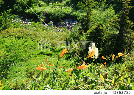 北アルプス雲ノ平　薬師沢小屋から太郎平への道　ニッコウキスゲとコバイケイソウ 43362759