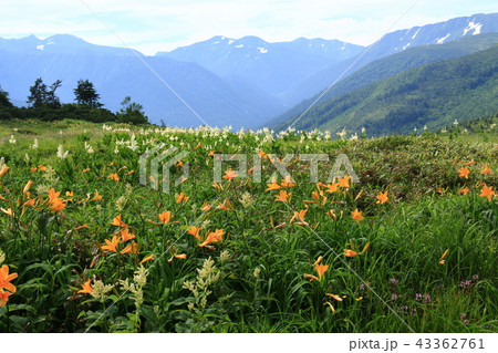 北アルプス雲ノ平　薬師沢小屋から太郎平へ　ニッコウキスゲとコバイケイソウ　 43362761