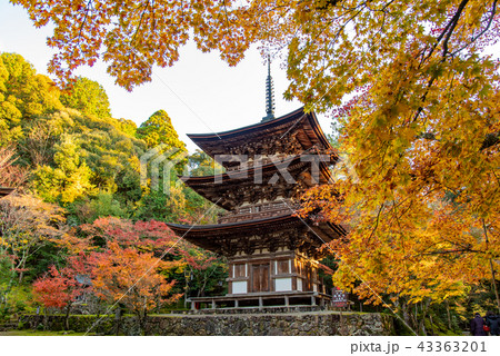 湖東三山　西明寺　三重塔と紅葉 43363201