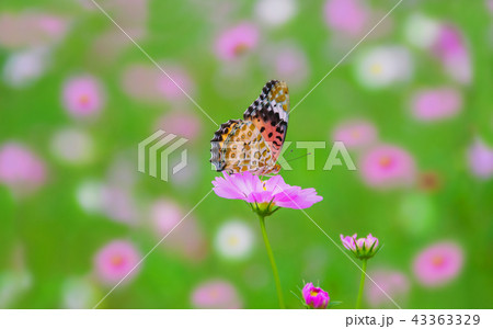 ヒョウモンチョウと秋桜 43363329