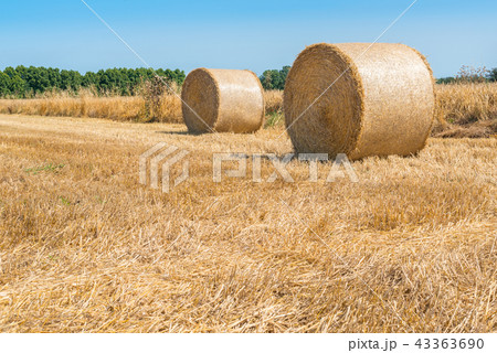 Rolls of hay in field of wheat 43363690