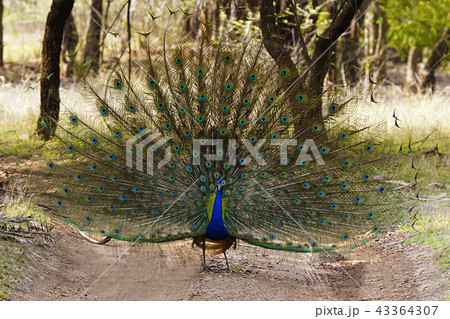 The Indian peafowl, Ranthambhore Tiger Reserve 43364307