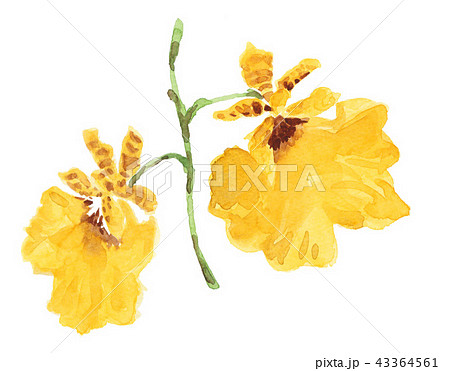 オンシジウム18831pix7 43364561