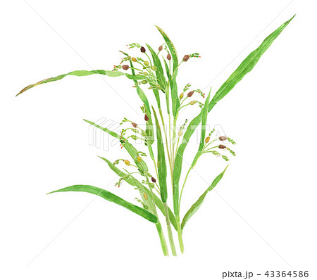 ハトムギ Coix lacryma-jobi var. ma-yuen ハトムギ Coix lacryma-jobi var. ma-yuen 43364586