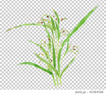 ハトムギ Coix lacryma-jobi var. ma-yuen ハトムギ Coix lacryma-jobi var. ma-yuen 43364586