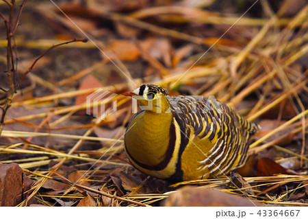 Painted sandgrouse, Panna Tiger Reserve, India Painted sandgrouse, Panna Tiger Reserve, India 43364667