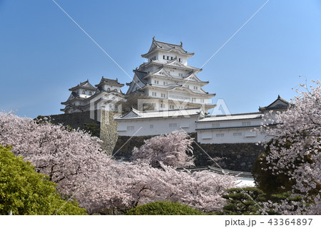 姫路城　国宝現存天守と満開の桜 43364897