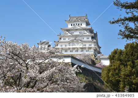 姫路城　国宝現存天守と桜 43364905