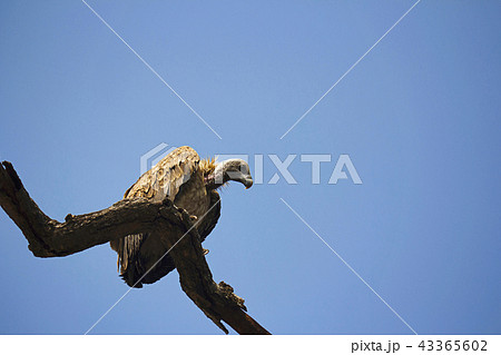 Indian vulture, Bandhavgarh Tiger Reserve, India 43365602