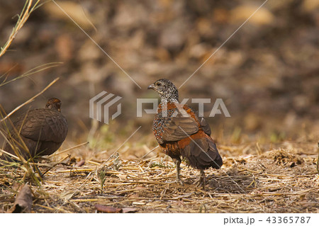 Painted spurfowl, Ranthambhore Tiger Reserve Painted spurfowl, Ranthambhore Tiger Reserve 43365787