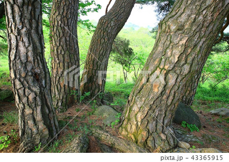 保護することができ 天然記念物 松 43365915