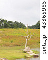 The forest and grass background in the khoa yai  43365985