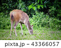 Deer eating the grass in the khaoyai national park 43366057