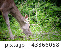 Deer eating the grass in the khaoyai national park 43366058