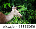 Deer eating the grass in the khaoyai national park 43366059