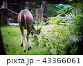 Deer eating the grass in the khaoyai national park 43366061