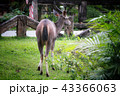 Deer eating the grass in the khaoyai national park 43366063