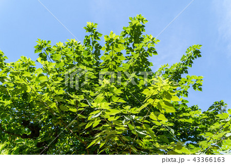 カジノキ 43366163