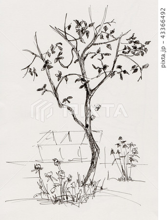 apple tree in garden 43366492